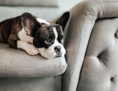 boston terrier couché sur divan gris