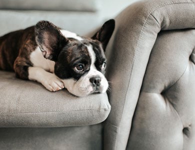 boston terrier lying on gray couch