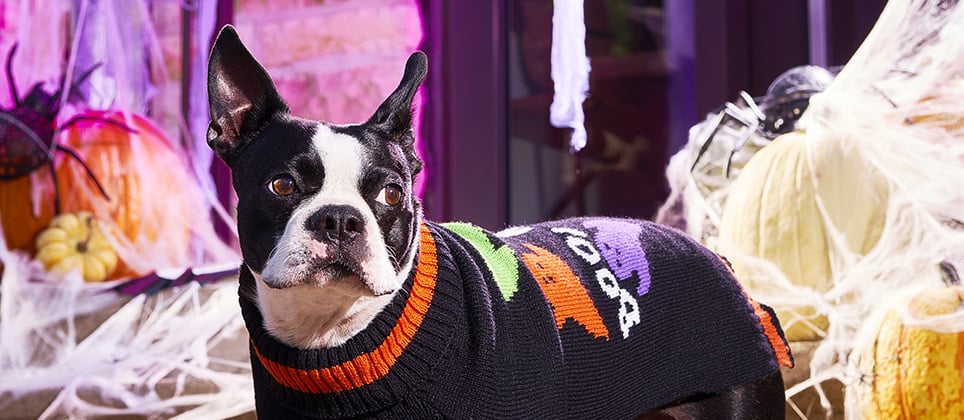 Halloween : 10 conseils de s&eacute;curit&eacute; pour les chats et chiens