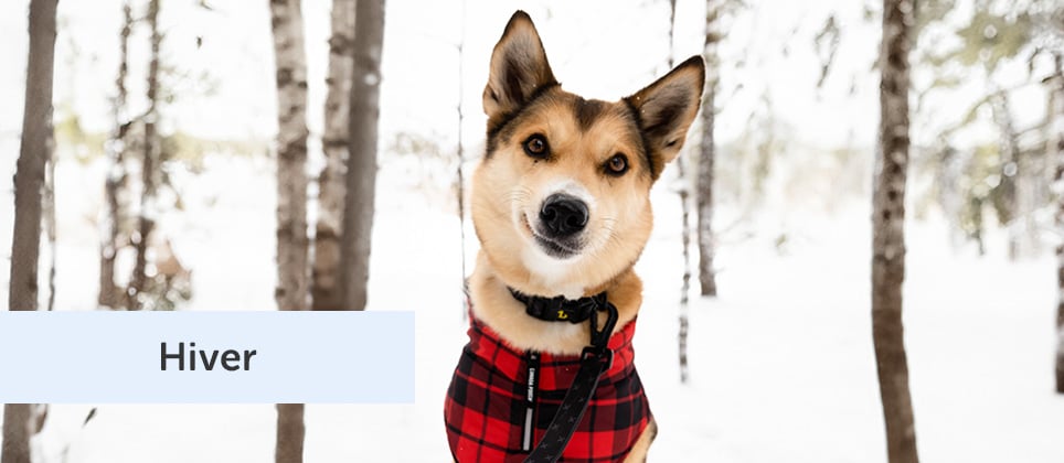 Pourquoi mettre des bottes et un manteau à un chien l'hiver?