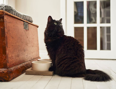 long-haired black cat sitting in front of white bowls