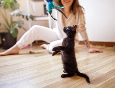 chaton noir qui tend la patte vers un agace-chat tenu par une femme assise en arrière-plan