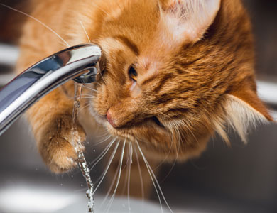 chat roux penché vers un robinet dont l'eau coule qui essaie d'attraper l'eau avec sa patte
