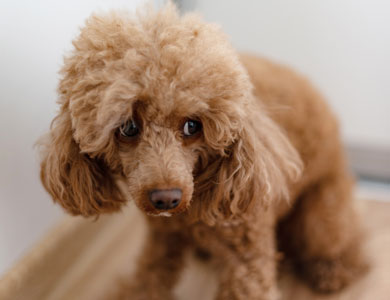 scared brown poodle
