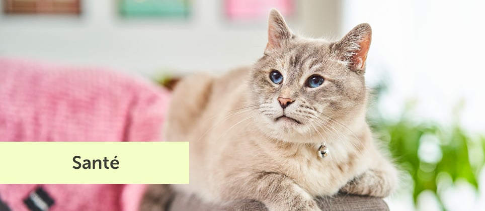 Est-ce que mon chat est rendu vieux? Comment le savoir