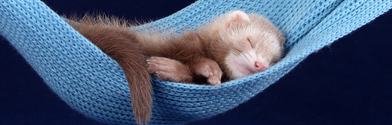 Ferret sleeping in a hammock
