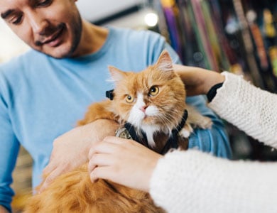 chat orange avec harnais dans les bras d'un homme au magasin pour animaux
