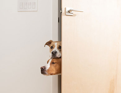 deux chiens dans l'embrasure d'une porte