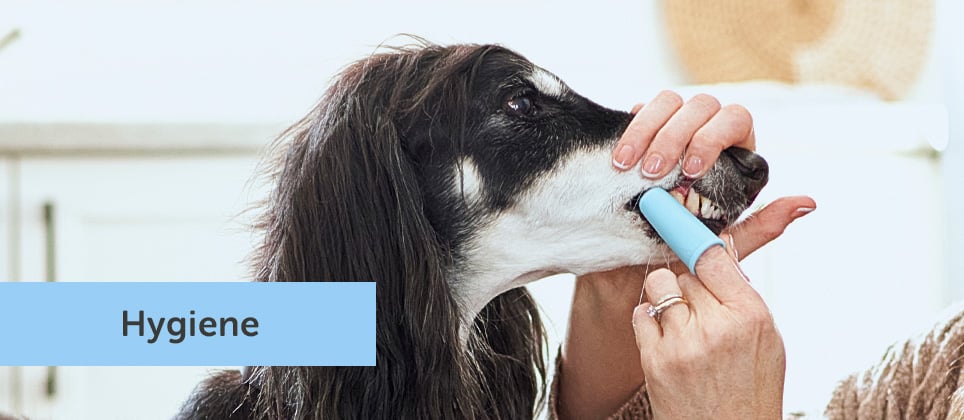 How to brush your dog's teeth at home