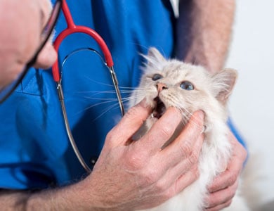 chat beige qui se fait examiner la bouche par un vétérinaire 