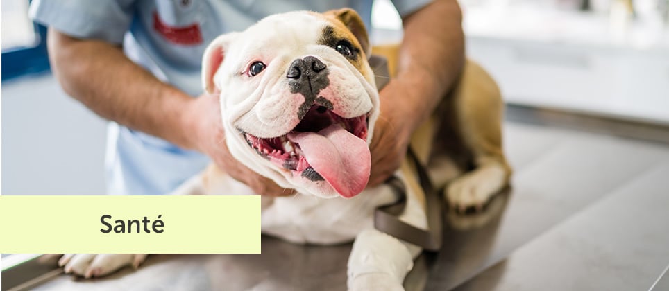 Castration et st&eacute;rilisation du chien : &acirc;ge id&eacute;al, avantages et risques