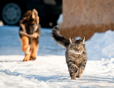chat tigré en avant-plan et chiot berger allemand en arrière-plan qui courent dehors en hiver