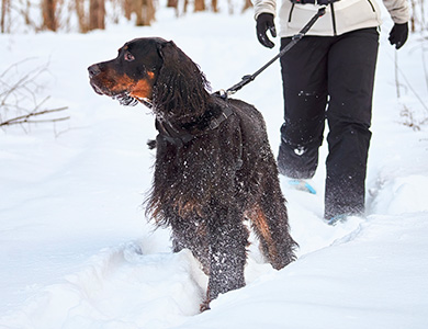 Chiens à l'extérieur