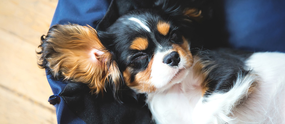 Your dog's sleeping habits: everything you need to know