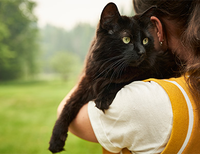 Chat noir à l'extérieur
