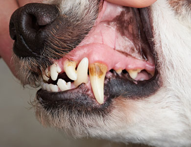 dents de chien avec tartre