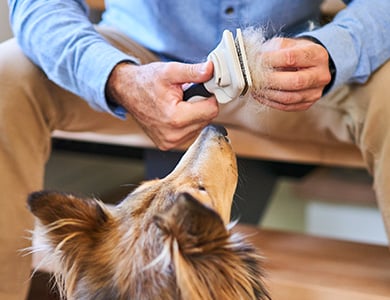 Brossage du chien