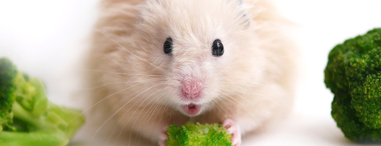 Hamster mange brocoli