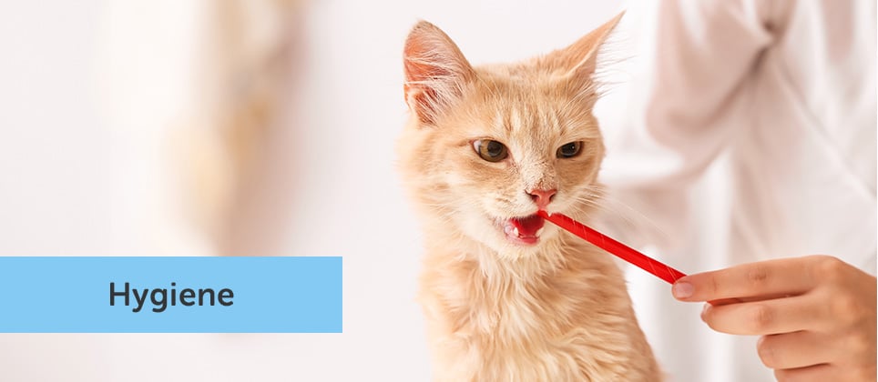 Your pet's dental hygiene: everything you need to know