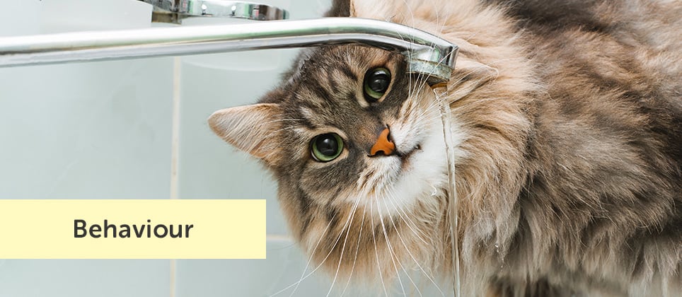 Cats and water: 5 curious behaviours explained by an expert
