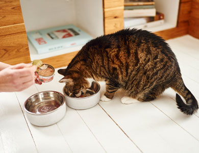 chat tigré qui mange de la nourriture humide dans un bol