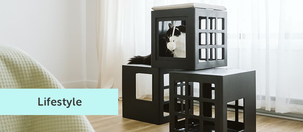 Top 5 best cat trees