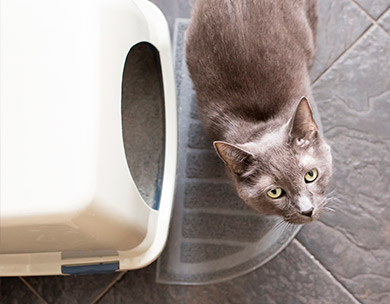 cat and litter