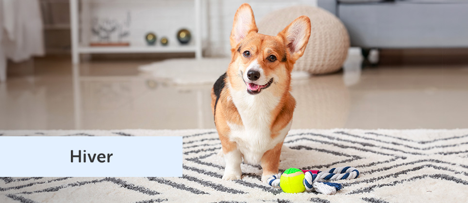 Un animal de compagnie au travail, c'est plus d'implication et