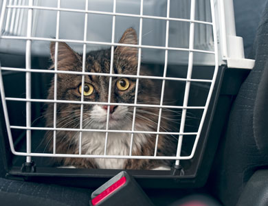 chat dans transporteur