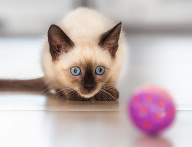 chaton en arrière-plan qui regarde une balle mauve posée au sol devant lui