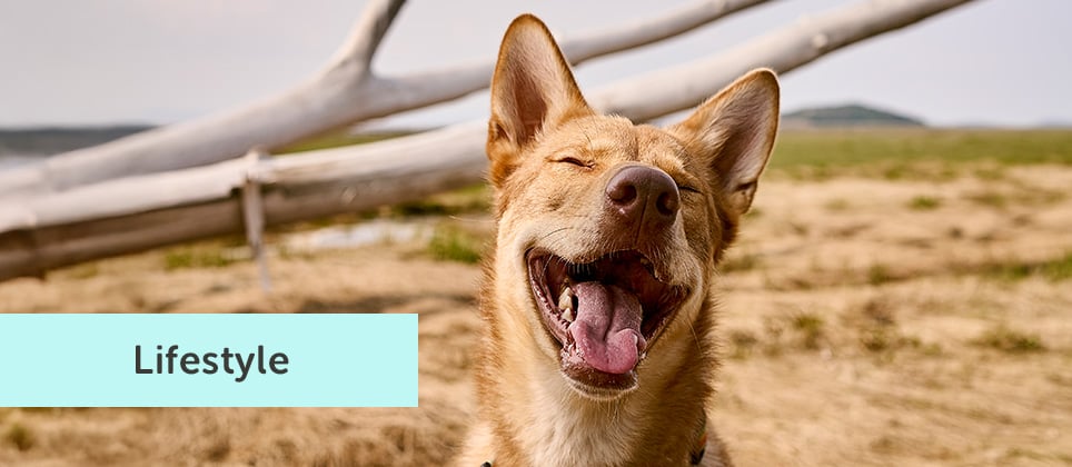 How life with dogs has changed: 7 key evolutions over the past 20 years