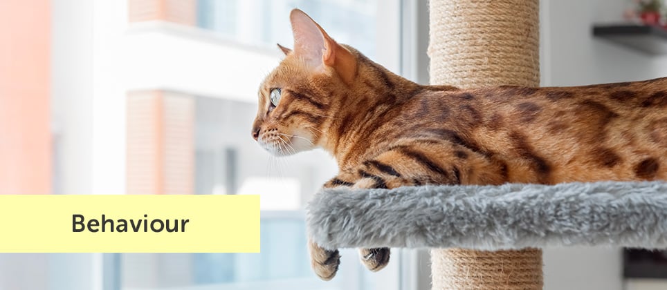 Why is a cat tree essential to your cat's well-being?