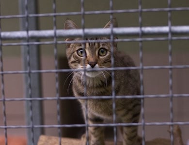 a cat in a cage