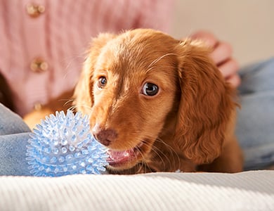 Chien qui joue avec une balle
