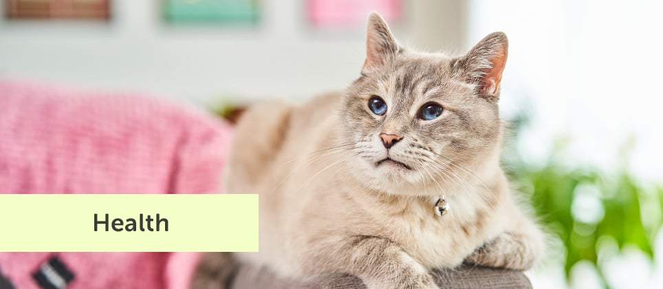 Est-ce que mon chat est rendu vieux? Comment le savoir