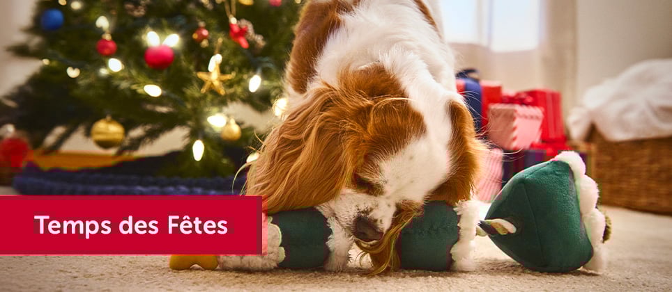 Les meilleures idées-cadeaux pour chiens