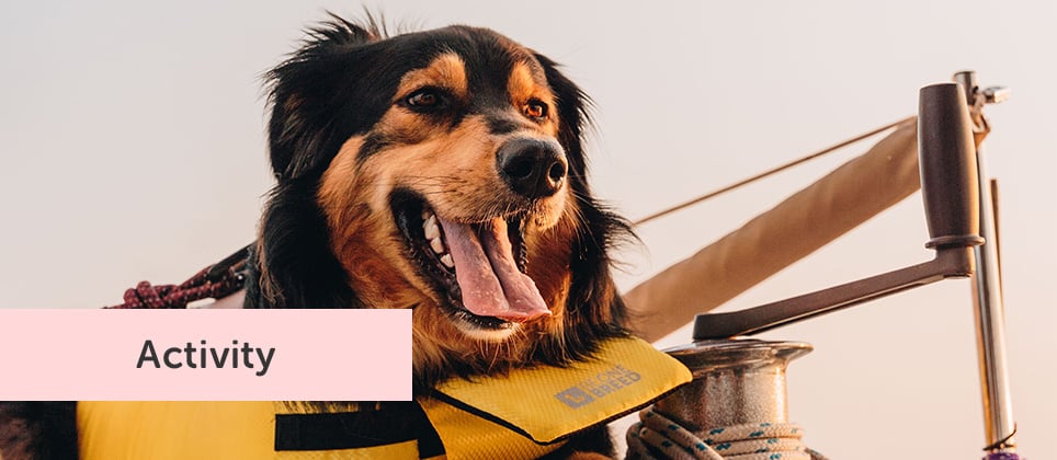 Boat adventure with your dog at Aloberge