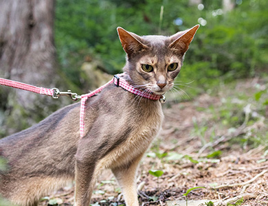 A Cat Outdoors with a Harness and Leash