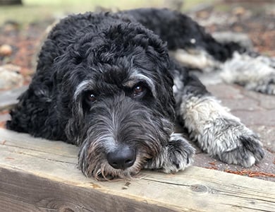 Faire repousser le poil du chien - Chien sans poil