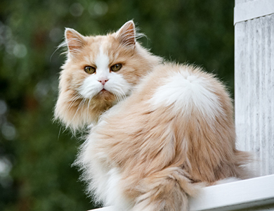 The Persian: the look of the feline aristocracy
