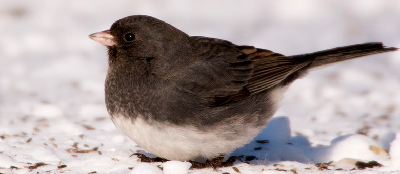 How do birds survive the winter?