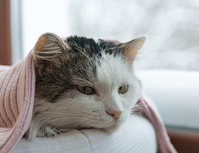 sick cat lying under blanket