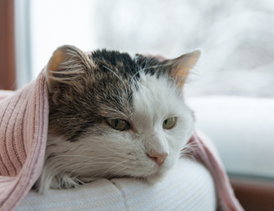 chat malade couché sous une couverture