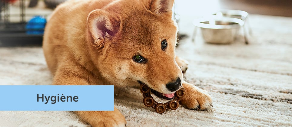 Top 10 des meilleures g&acirc;teries dentaires pour chiens