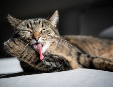 short-haired tabby lying down and licking its paw