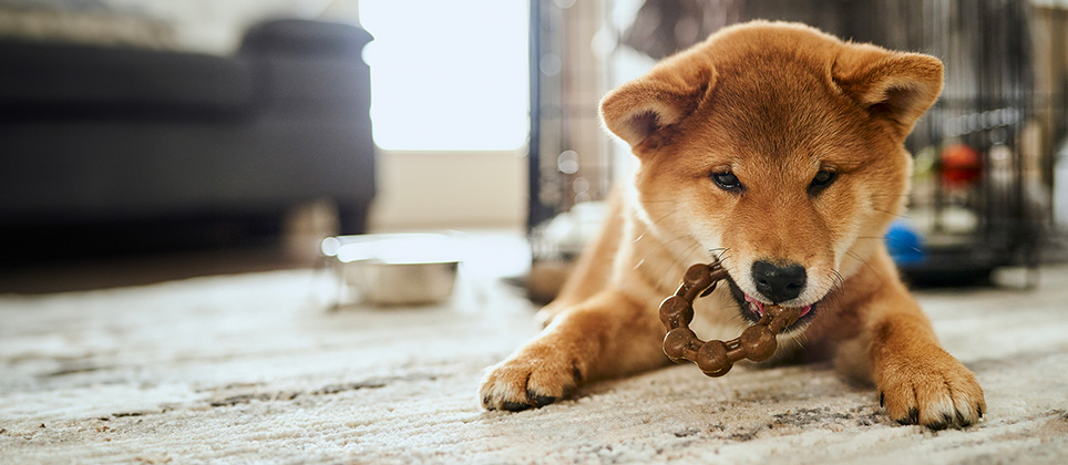 From biting to behaving: managing your puppy's teething phase