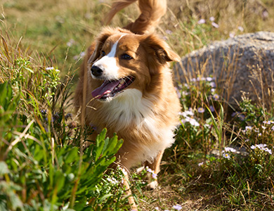 Un chien en nature dans les champs