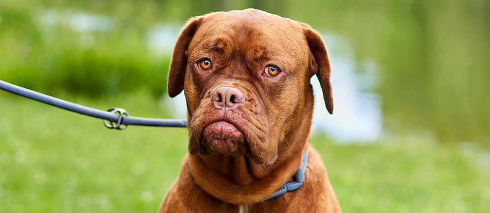 Pr&eacute;venir les tiques chez le chien : nouvelles r&eacute;alit&eacute;s et conseils essentiels