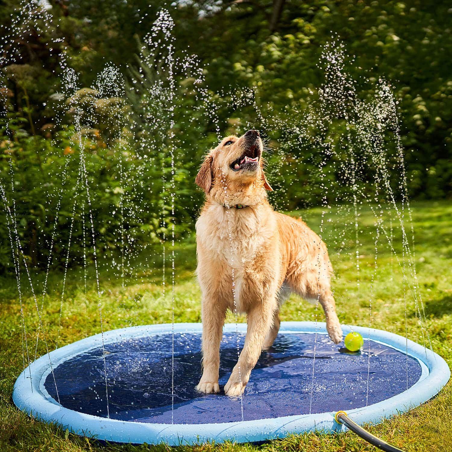 Tapis d'eau Zoom Pets