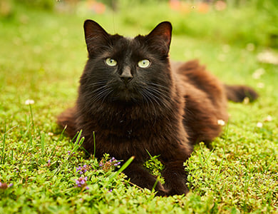 Chat à l'extérieur dans l'herbe